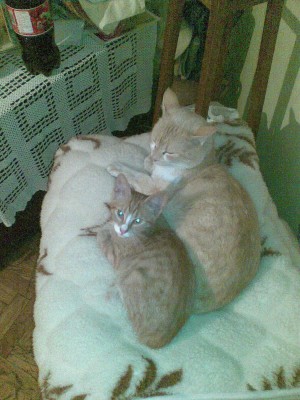 arko i Micko.jpg