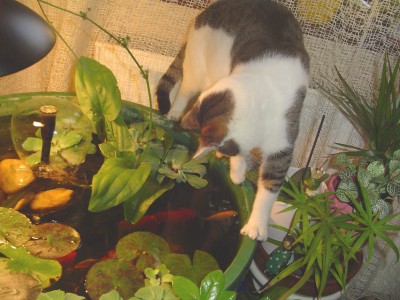 fishwatching.JPG