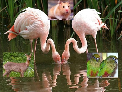 flamingos2.JPG