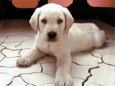 labrador_baby.jpg