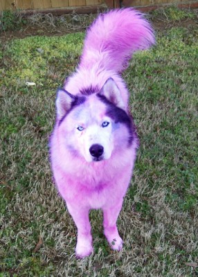 Pink-Dog-Front_1.jpg