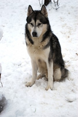 SnowDog.JPG