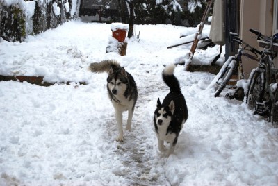 SnowDogs 1.JPG