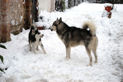 SnowDogs 2.JPG