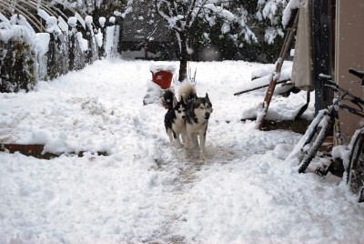 SnowDogs 3.JPG