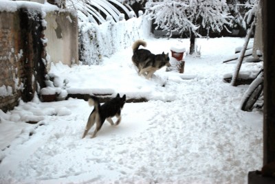 SnowDogs 4.JPG
