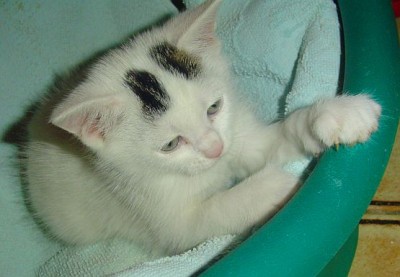 umiljat sam deko.jpg