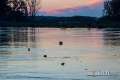 2014_09_21_poplava_drava_izlila_promenada_most_setnja_cacan_071.jpg