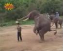 The 10 greatest videos of animals playing sports