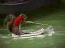 The 10 greatest videos of animals playing sports