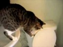 Cat Flushing A Toilet