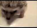 Boogie Boogie Hedgehog