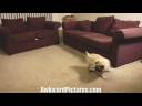 Dog hates laser