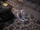 Funny Dog that sneezes when told to