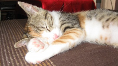 IMG_0796.JPG