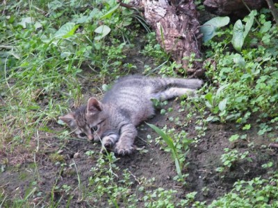 IMG_1375.JPG