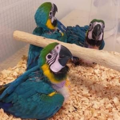macaw pa.jpg