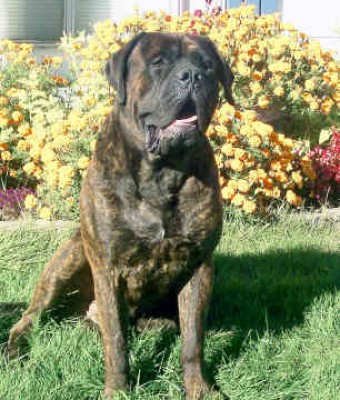 mastiff-0138.jpg