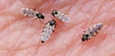 mušica koja grize(midge_cullicoides impunctatus).jpeg