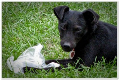 stene-mjesanka-labradora-crnog-koker-spanijela-slika-3912337.jpg