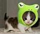 Avatar: Mistique_Cat