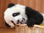 Avatar: pandaSu