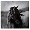 Avatar: epona