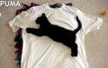Avatar: puma