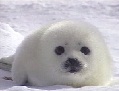 Avatar: Mr. Seal