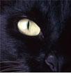 Avatar: Crna Von Katze