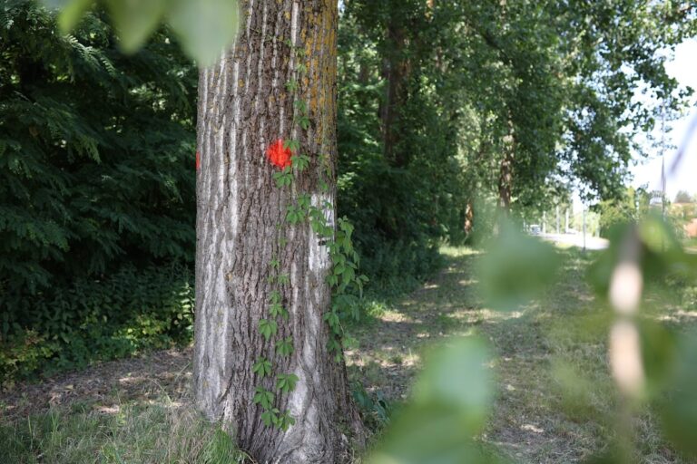 Bitka za šumu u Tvrđavici: Građani žele urbanu šumu, Hrvatske šume planiraju sječu