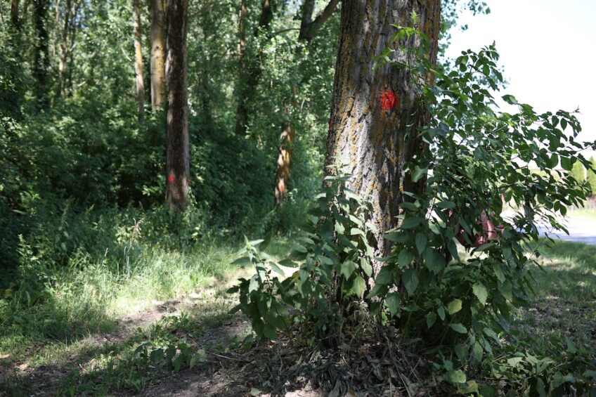 Bitka za šumu u Tvrđavici: Građani žele urbanu šumu, Hrvatske šume planiraju sječu