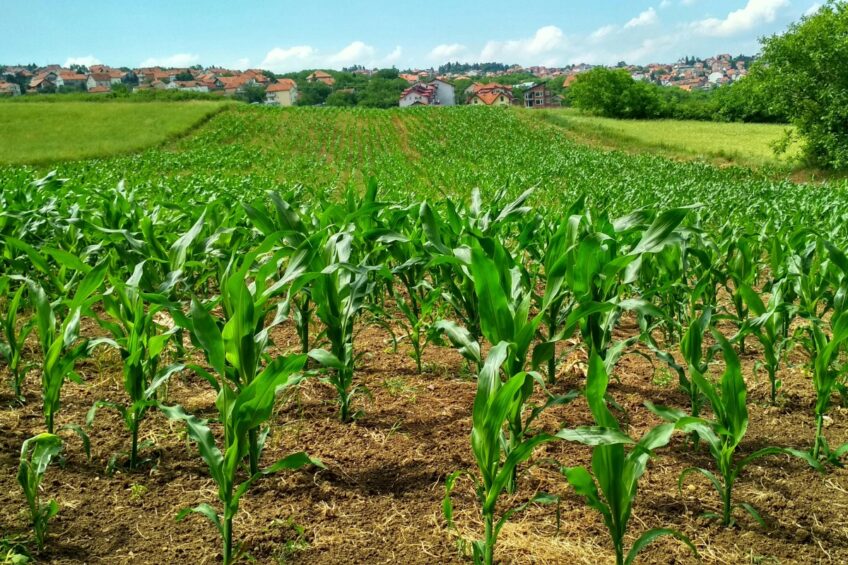 Prodaja kukuruza završila prijevarom – 36-godišnjak duguje 10.500 eura