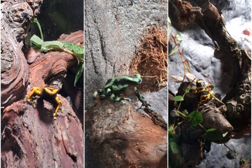 Stiže ‘eksplozija’ boja: Crnozelene i žutopruge žabe u osječkom ZOO-u!