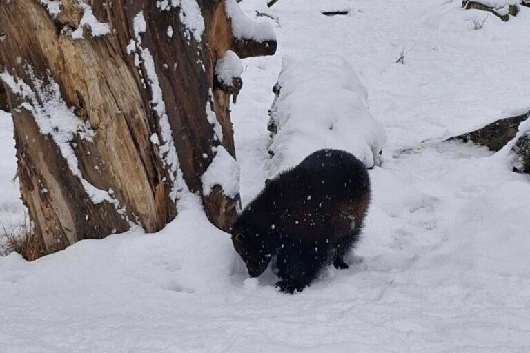Snježna čarolija u osječkom ZOO vrtu