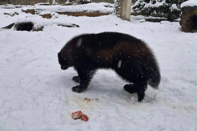 Snježna čarolija u osječkom ZOO vrtu