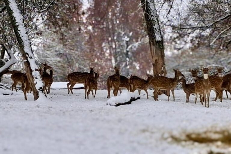 Snježna čarolija u osječkom ZOO vrtu