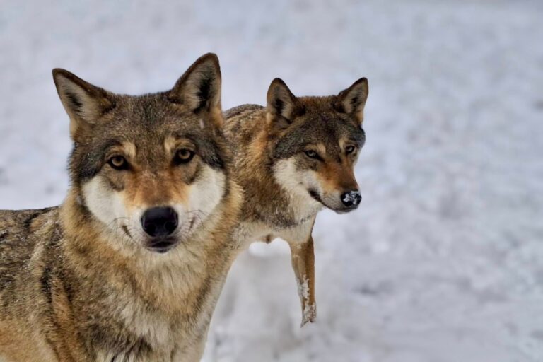 Snježna čarolija u osječkom ZOO vrtu