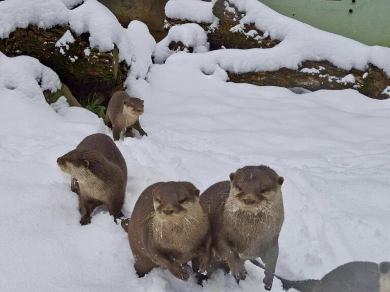 Snježna čarolija u osječkom ZOO vrtu