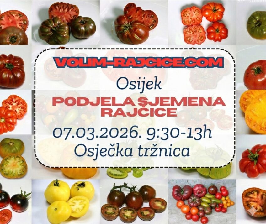 “Lov” na najukusnije rajčice: Besplatno sjeme starih i egzotičnih sorti u Osijeku