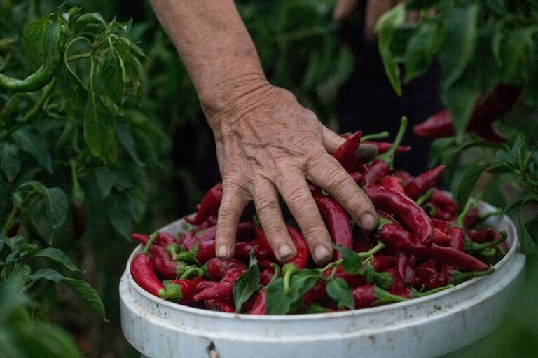 Imate oko za dobar kadar? RuralFoto 2026. nagrađuje najbolje fotografije